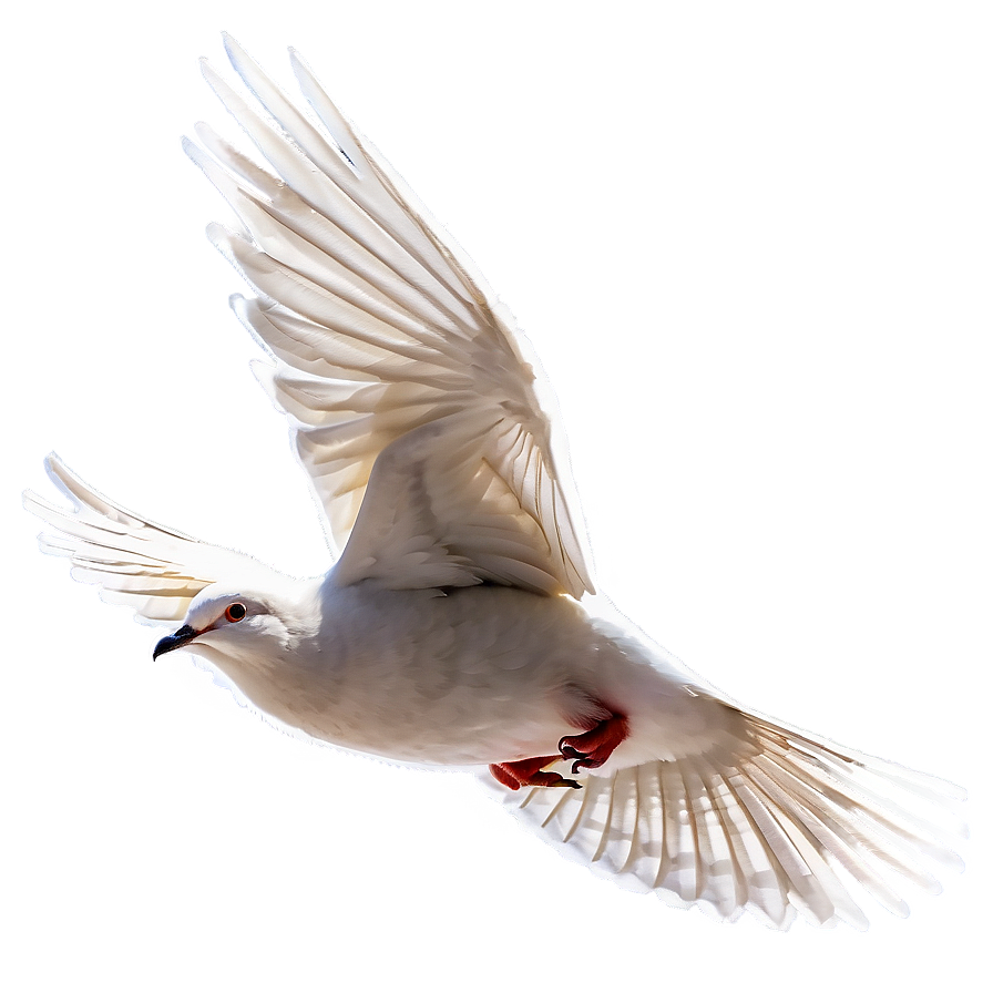 Dove Flying PNG qct PNG with transparent background