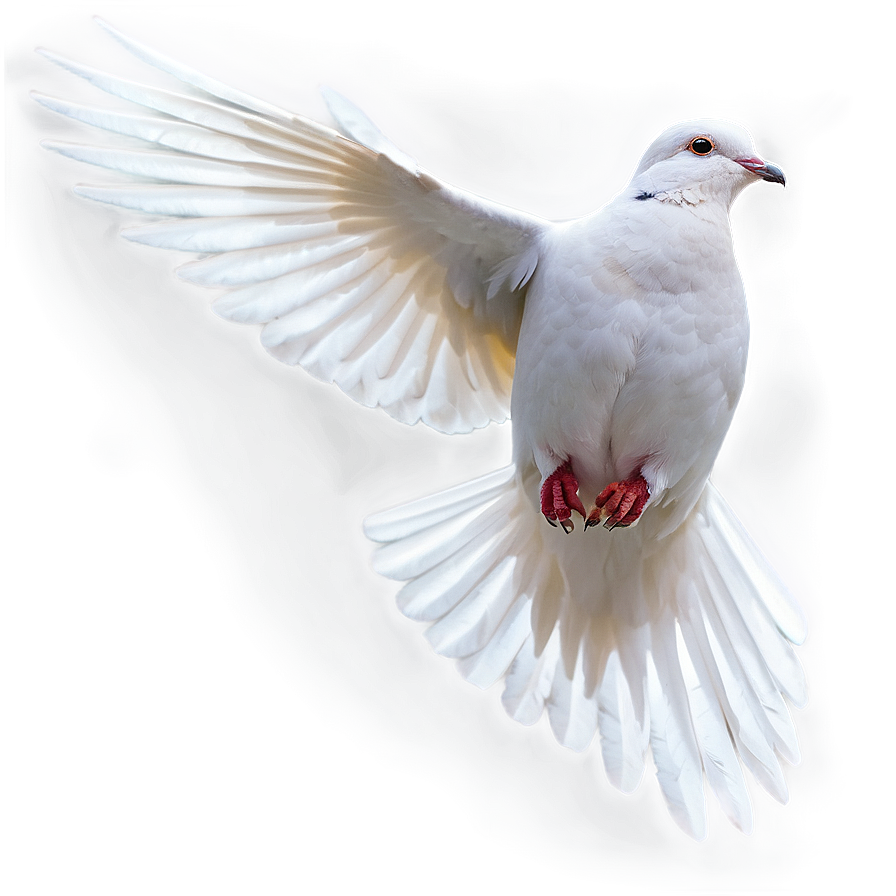 Dove Flying PNG wan PNG with transparent background