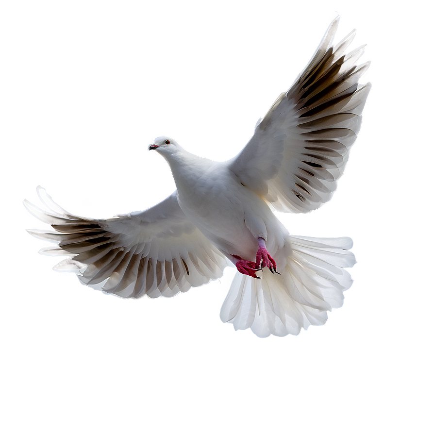 Dove In Sky Png 05042024