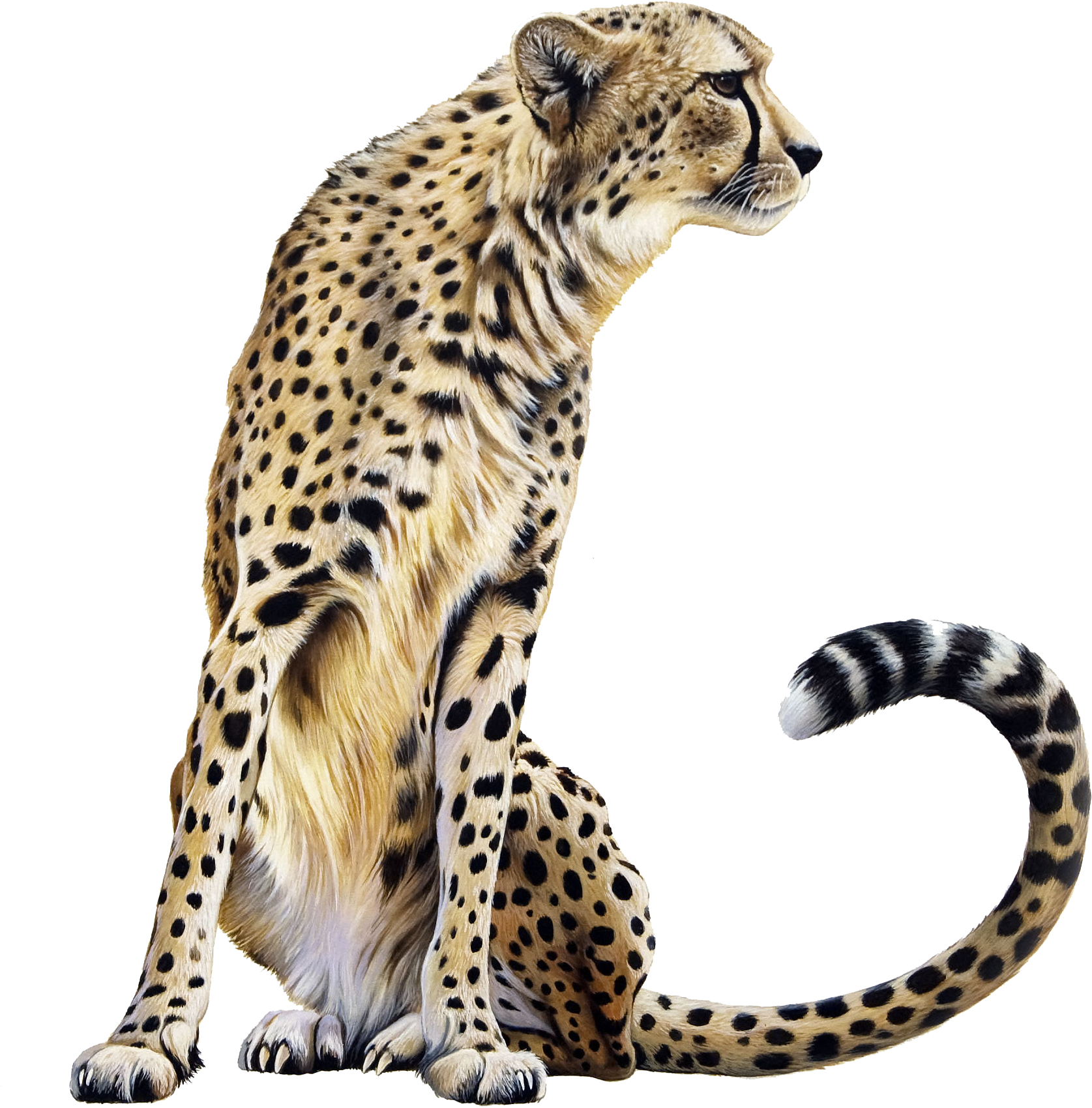 Download Cheetah Png Transparent - Cheetah Png Transparent, Png Download PNG with transparent background