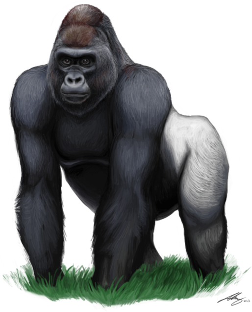 Download Gorilla Free Png Photo Images And Clipart - Gorilla Png, Transparent Png PNG with transparent background