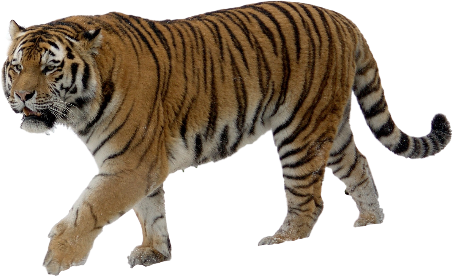Download Tiger Png Transparent Images Transparent Backgrounds - Tiger With No Background PNG with transparent background