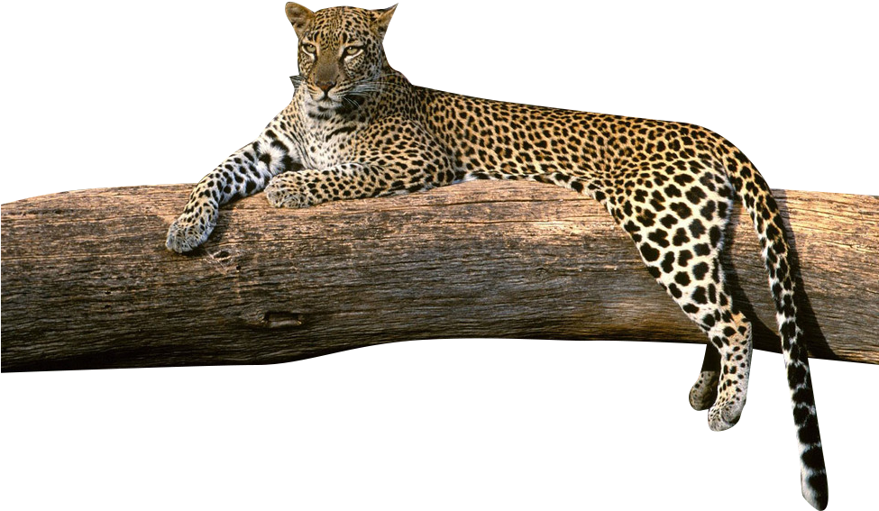 Download Transparent Png - Different Type Of Leopard, Png Download PNG with transparent background