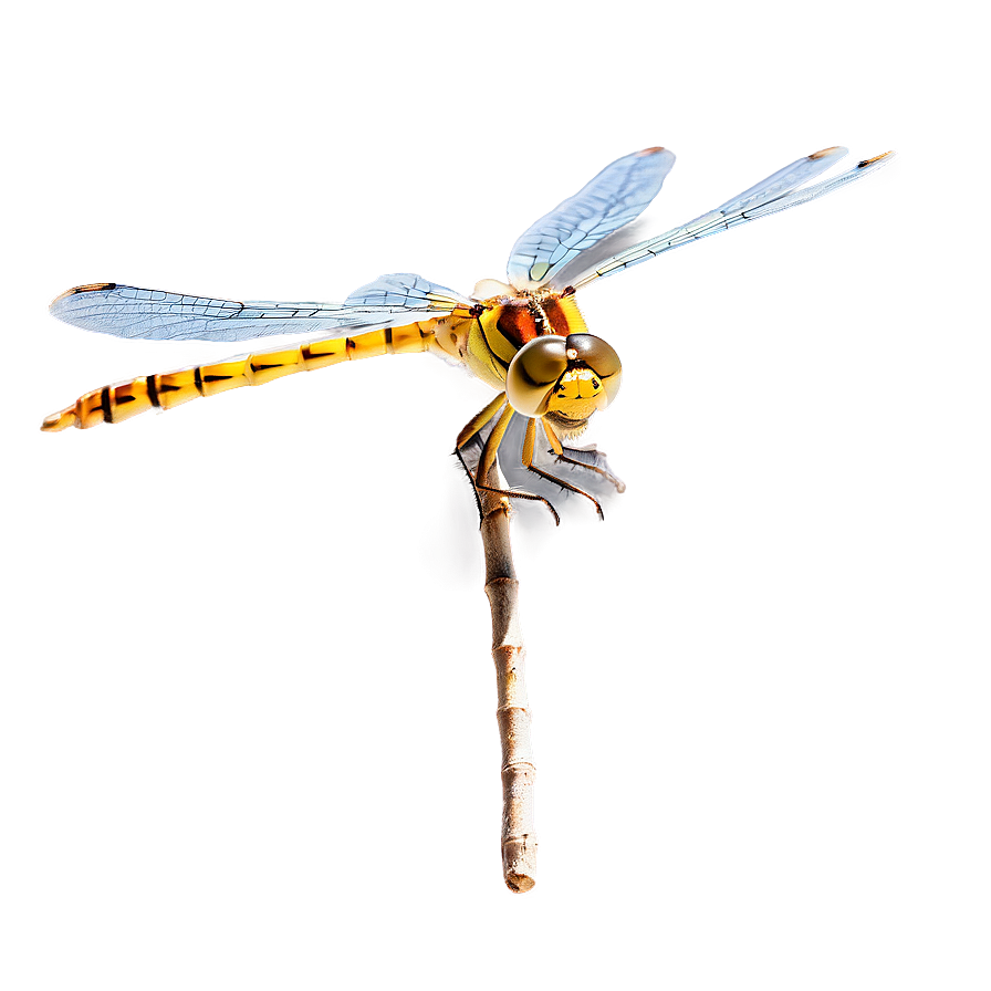 Dragonfly In Nature Png Cra38