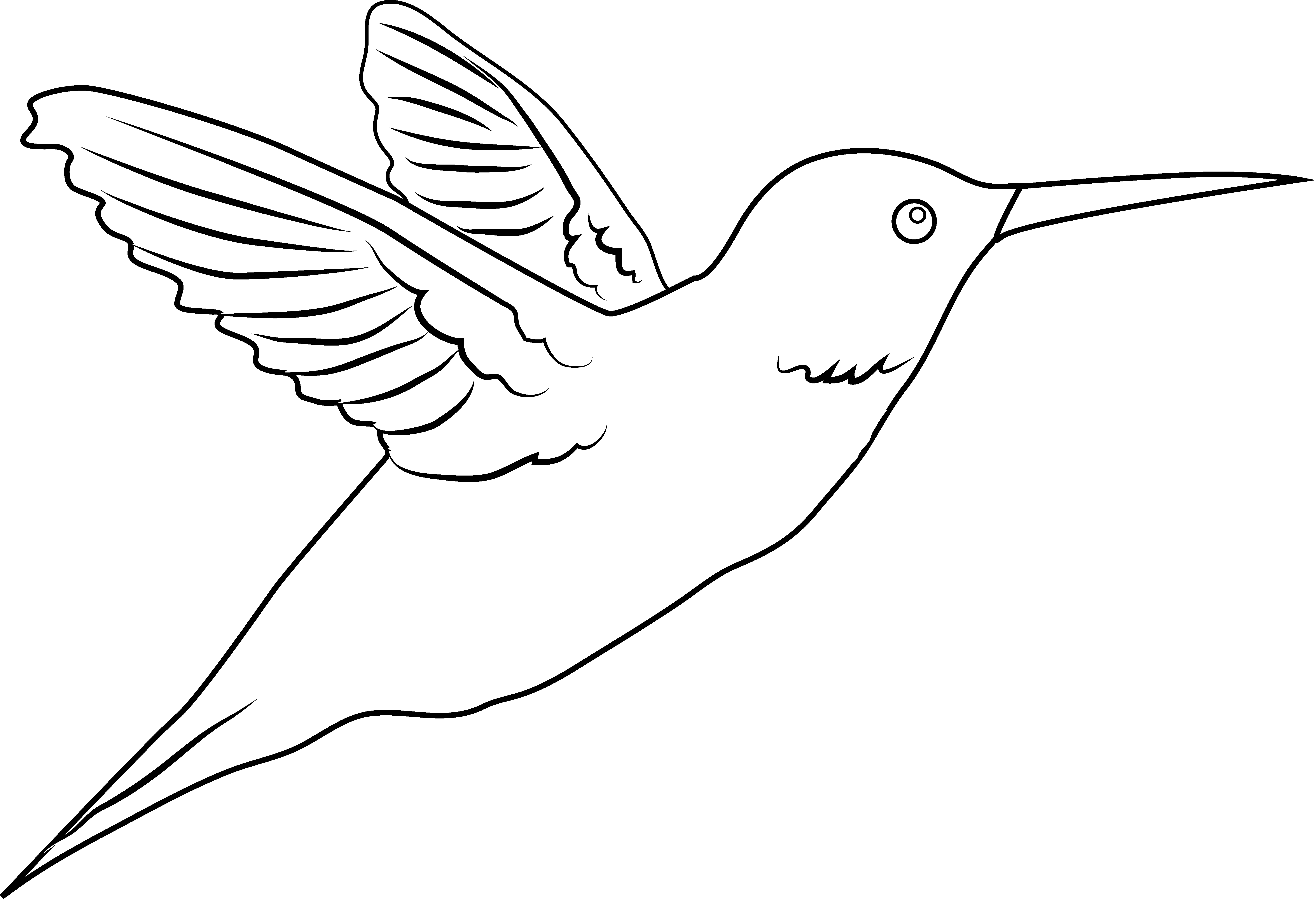 Drawn Hummingbird Png Transparent - Hummingbird White Png, Png Download PNG with transparent background