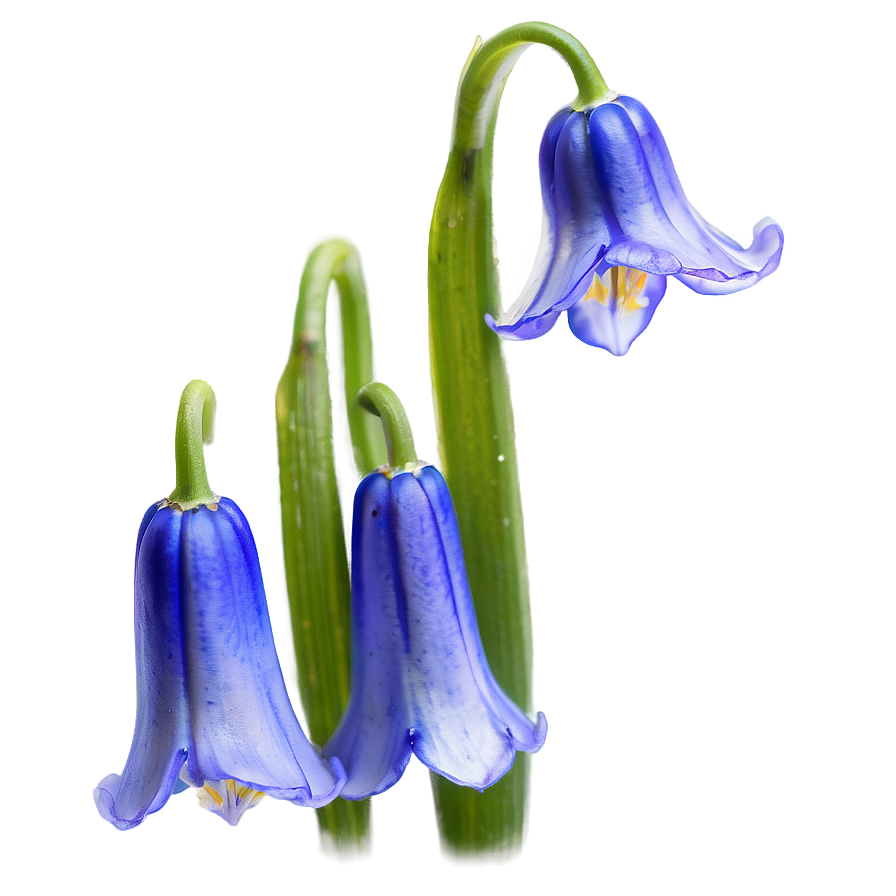 Dreamy Bluebell Png Odr88