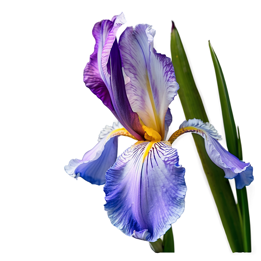 Dreamy Iris Png 33