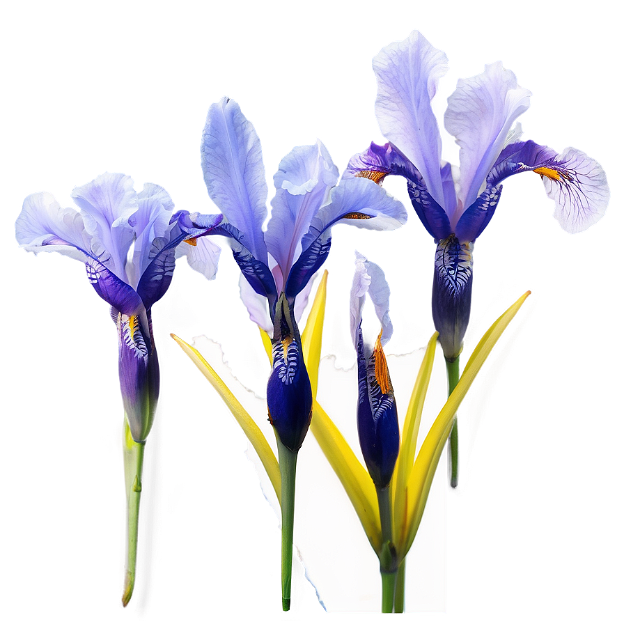 Dreamy Iris Png Clm45