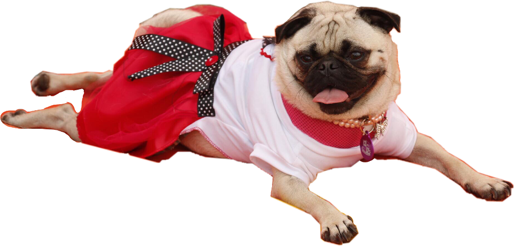 #pug #pugs #frida #puglife #dog #freetoedit - Pug, HD Png Download PNG with transparent background