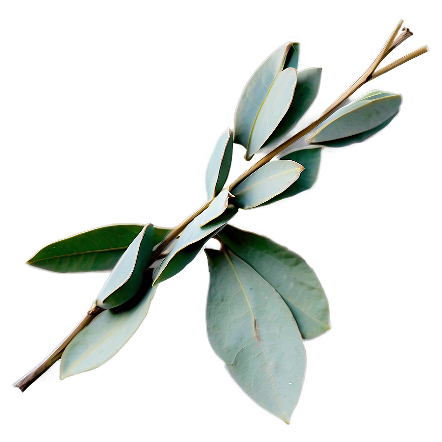 Dried Eucalyptus Bundle PNG 05242024 PNG image with a transparent background, free high-resolution download