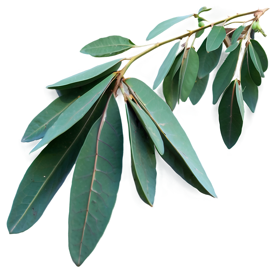 Dried Eucalyptus Bundle PNG 05242024 PNG image with a transparent background, free high-resolution download