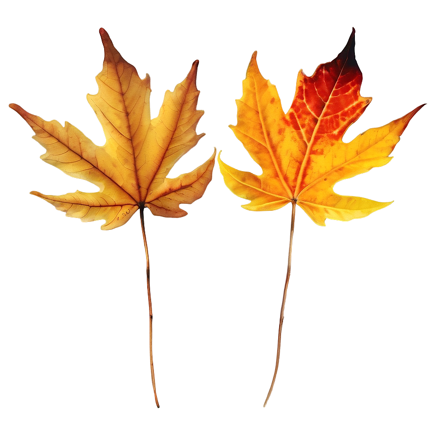 Dried Fall Leaves Png 92