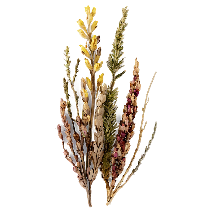 Dried Heather Decoration Png Tbs