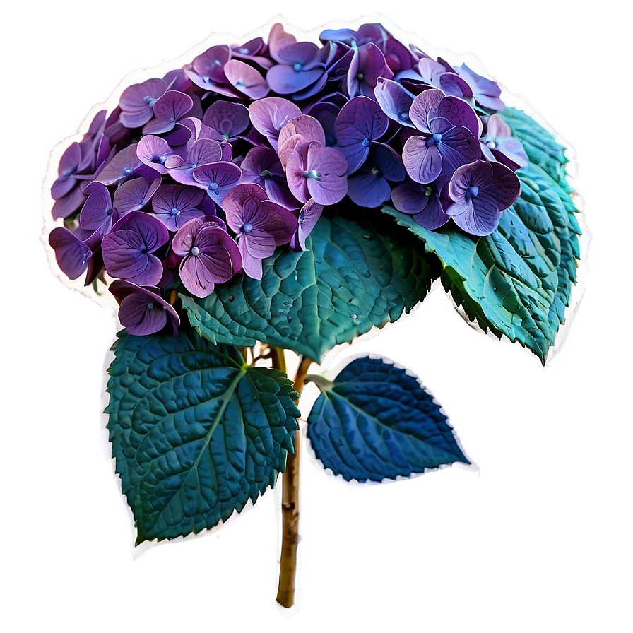 Dried Hydrangea Png 05242024