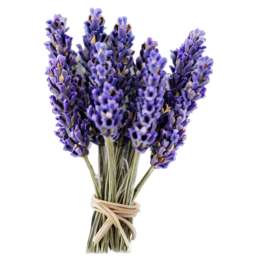 Dried Lavender Bunches Png 06122024