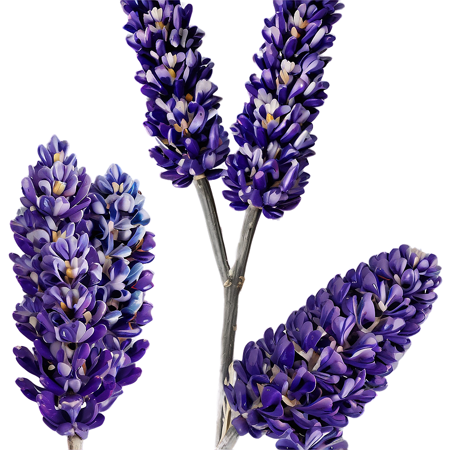 Dried Lavender Decor Png 06282024