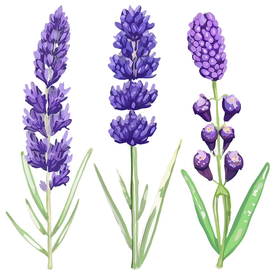 Dried Lavender Decor Png 81