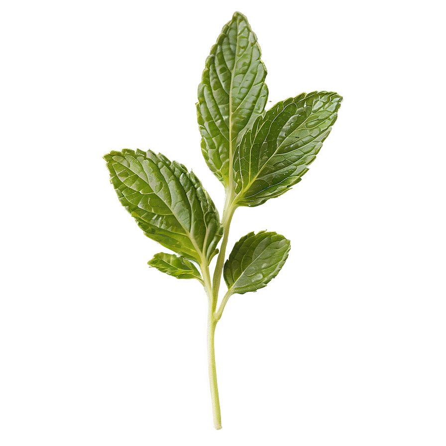 Dried Mint Leaves Png Gbd