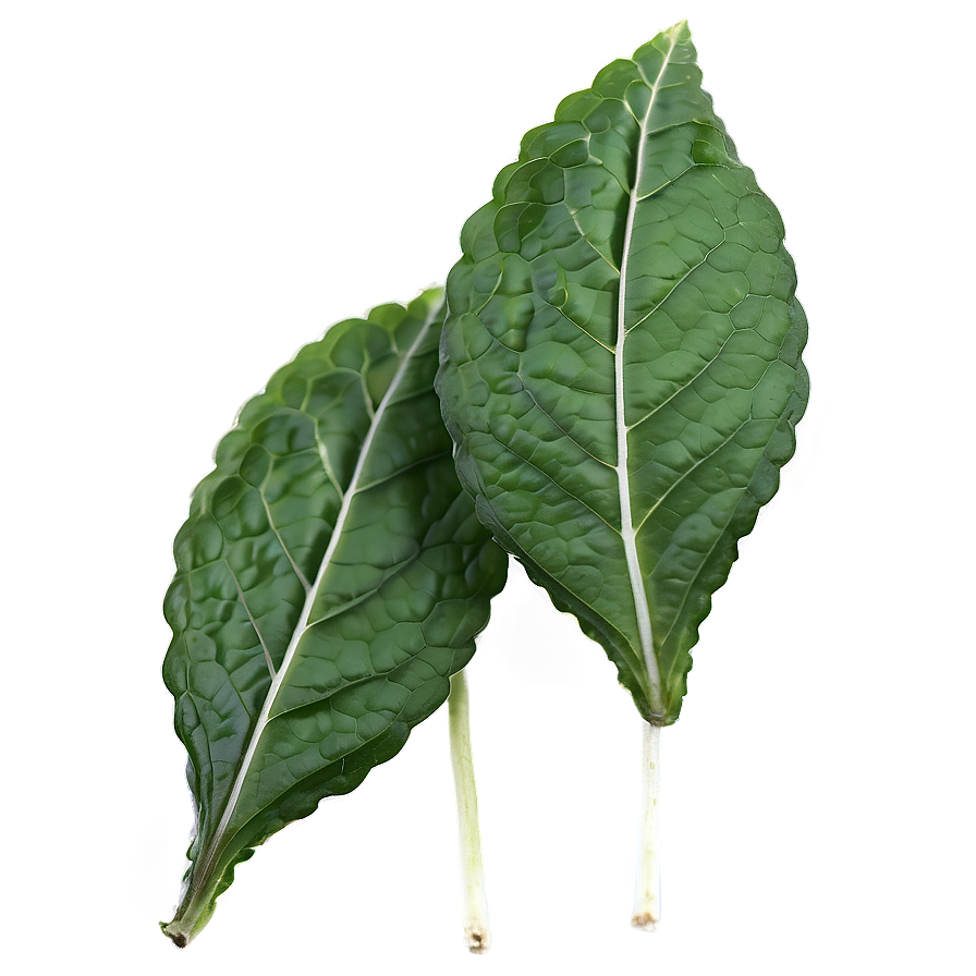 Dried Mint Leaves Png Vrq69