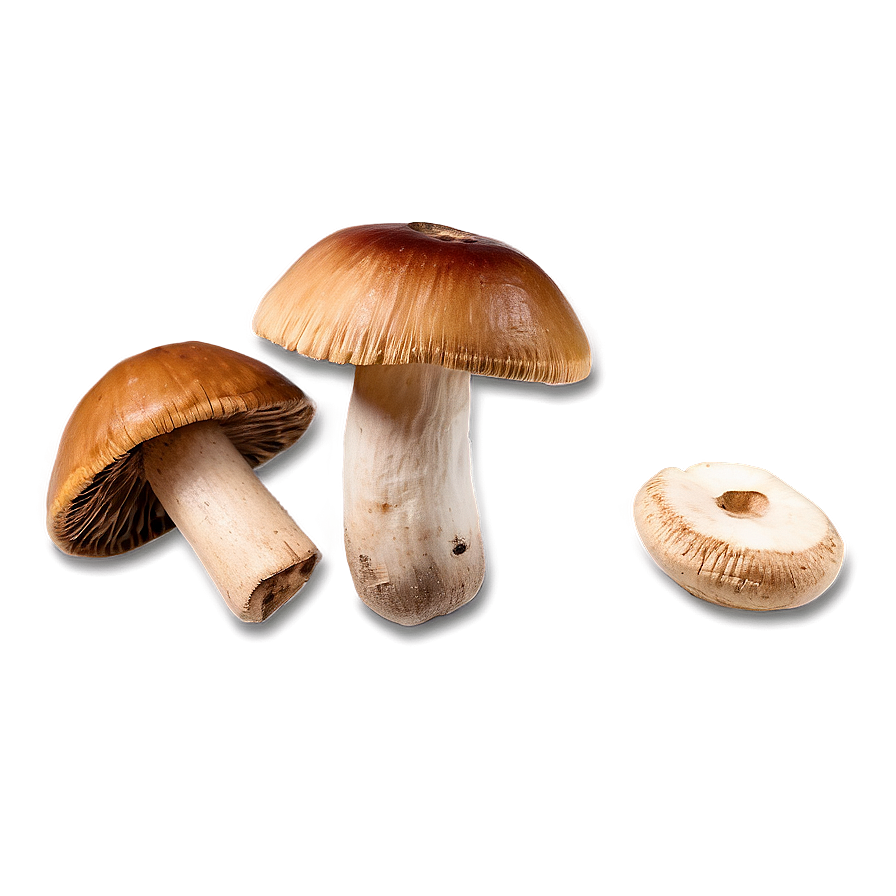 Dried Mushrooms Png Axt94