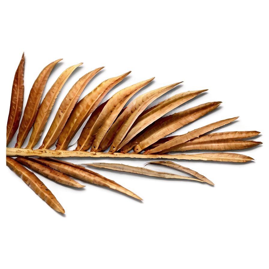 Dried Palm Leaves Png Rmt