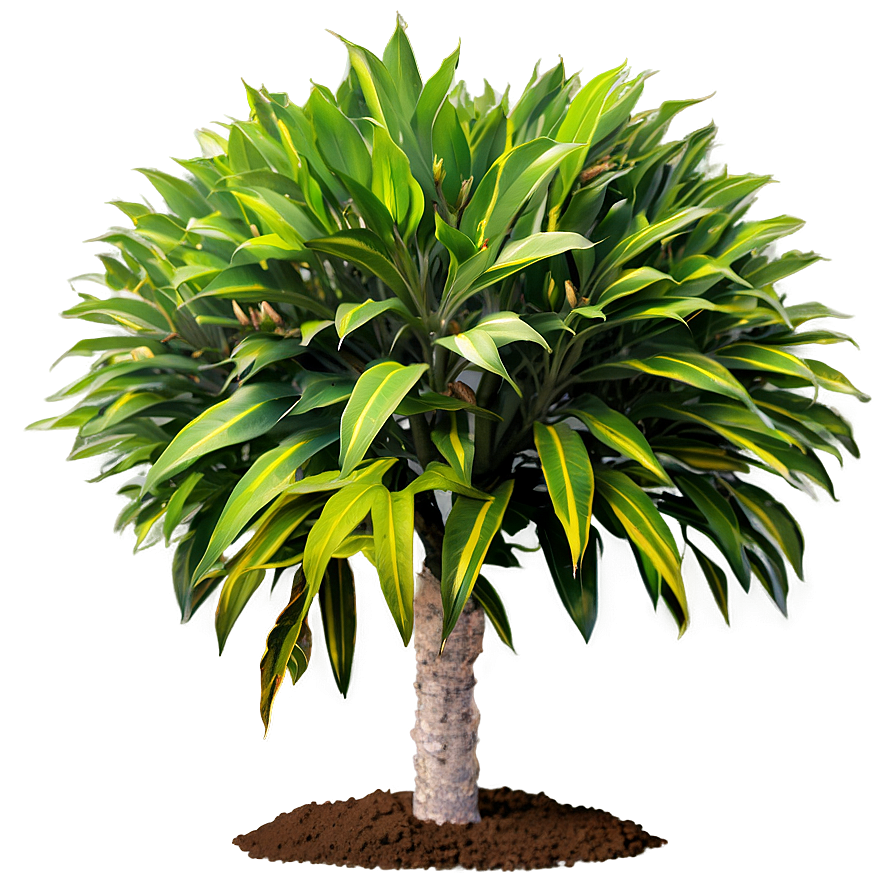 Drought Resistant Plant Png Fvv98