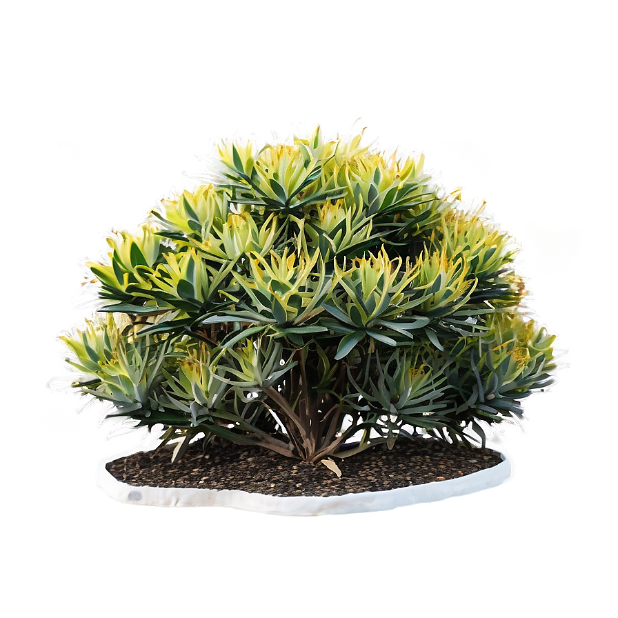 Drought-tolerant Bush Png Xcw91