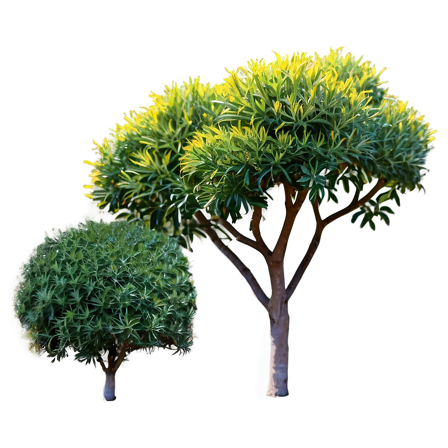 Drought Tolerant Shrubs Png Vvw