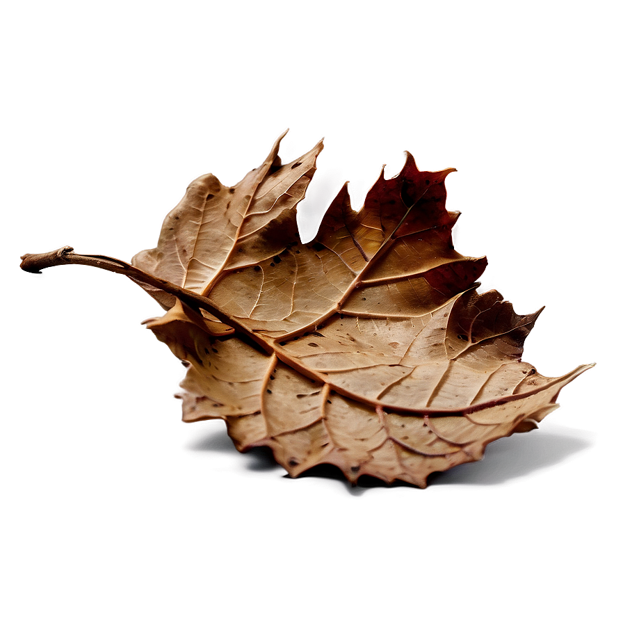 Dry Leaves Png 5