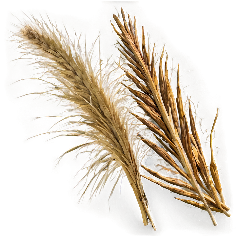 Dry Savanna Grass Png 06262024