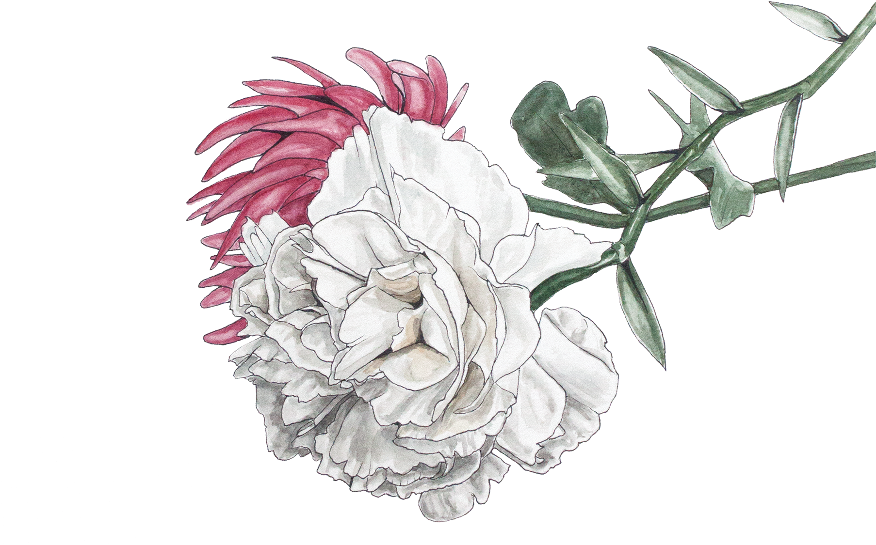 Illustration Chrysanthemum Png, Transparent Png PNG with transparent background