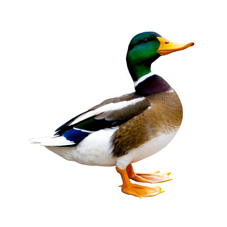 Duck D