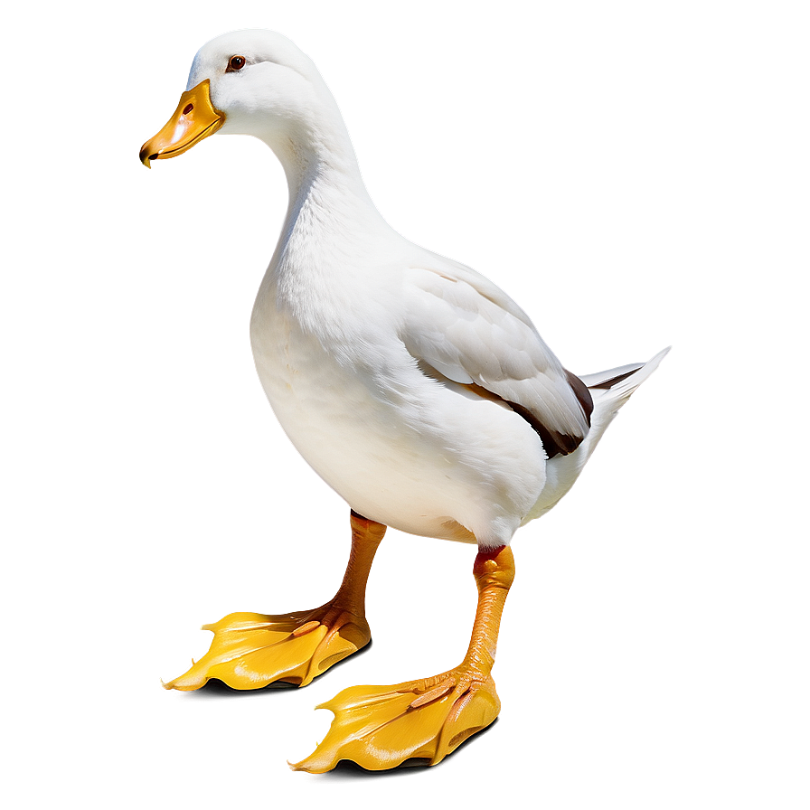 Duck Feet Png Fka10