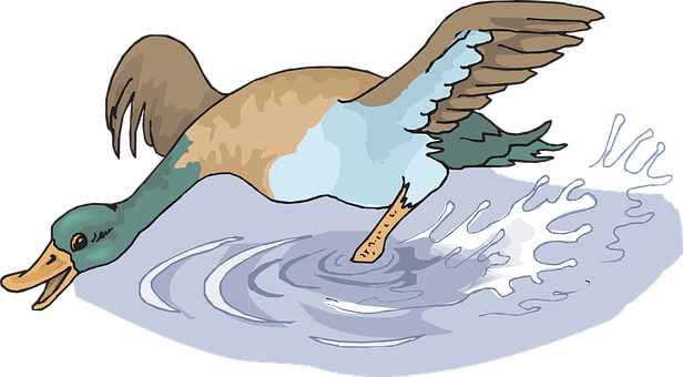 Duck Landingon Water Illustration