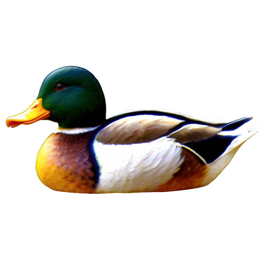 Duck Swimming Png 05032024