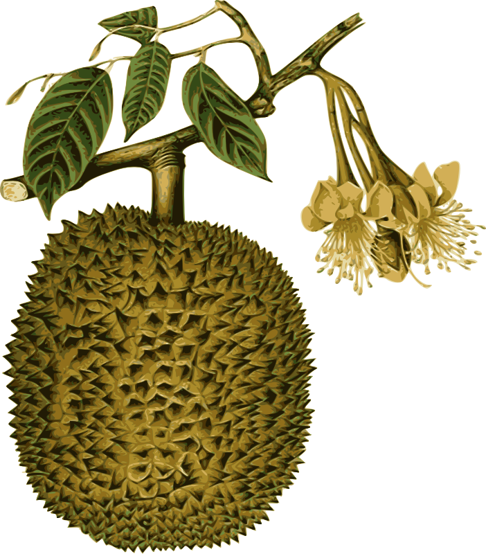 Durian Fruitand Flower Illustration