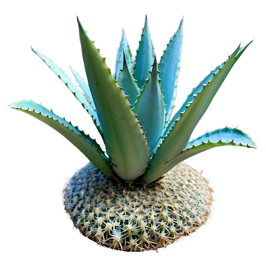 Dwarf Agave Plant Png 06282024