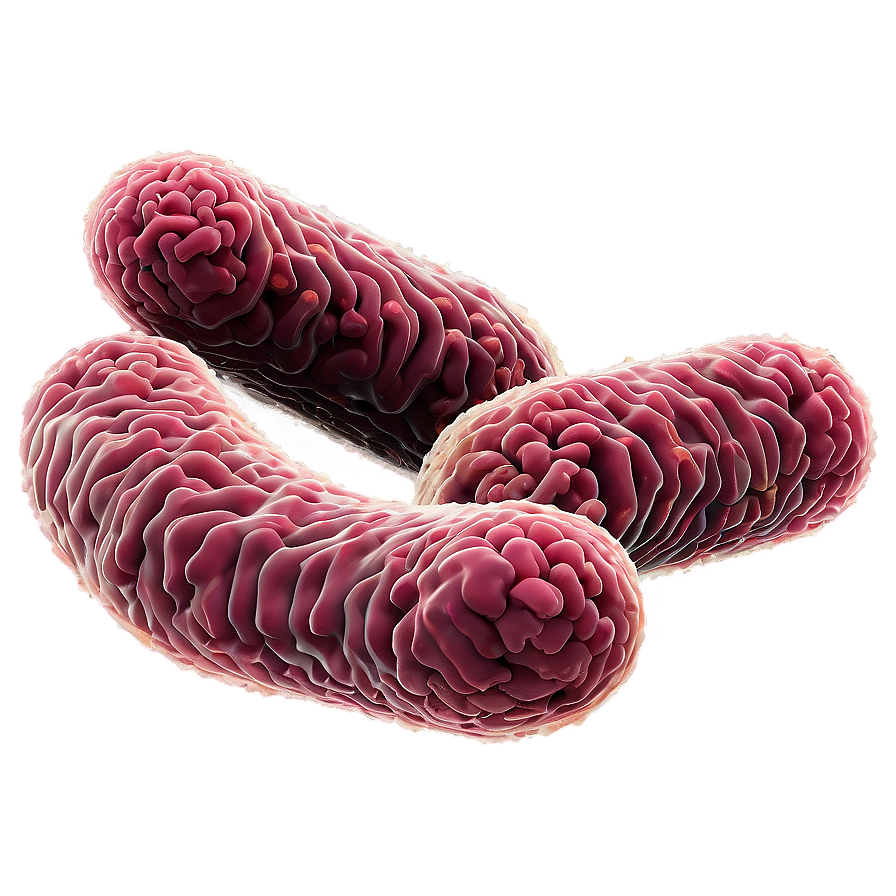 E. Coli Bacteria Png 18