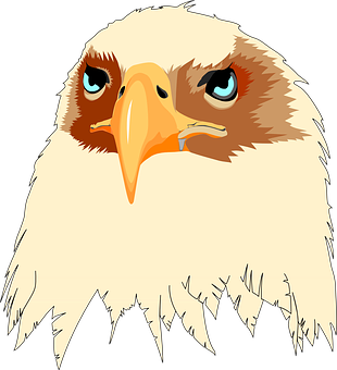 Eagle Head Illustration