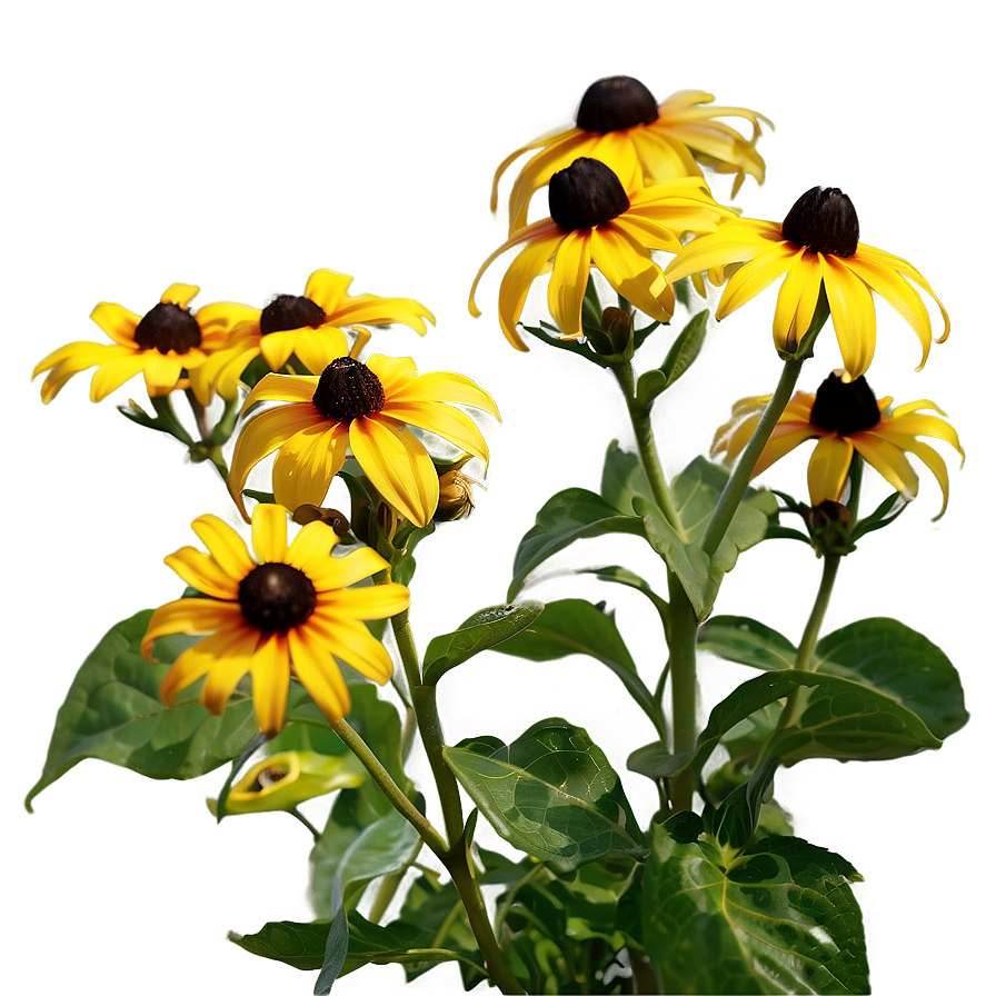 Early Bloom Black Eyed Susan Png 06282024