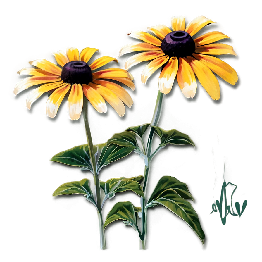 Early Bloom Black Eyed Susan Png 13