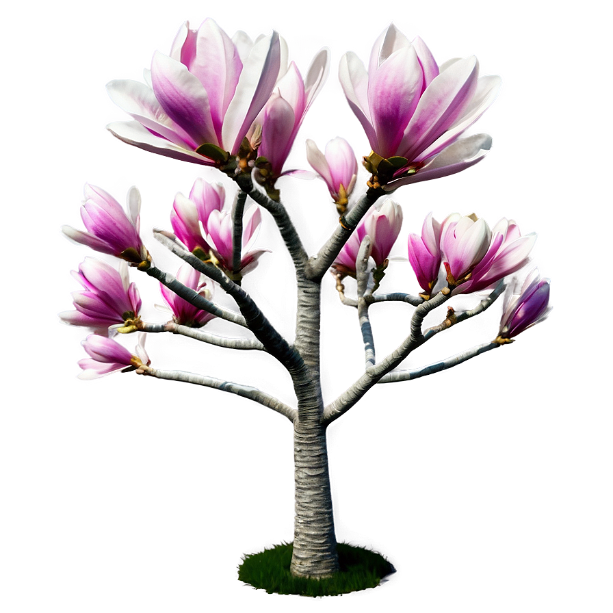 Early Spring Magnolia Tree Png Pwh