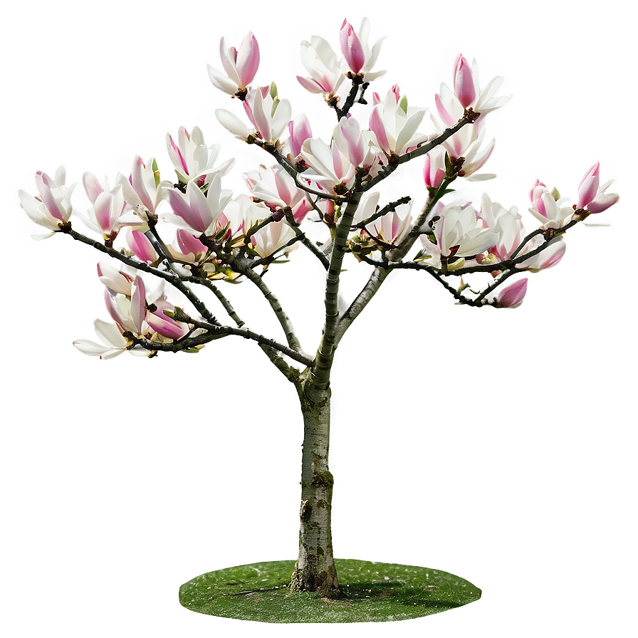 Early Spring Magnolia Tree Png Ruq53