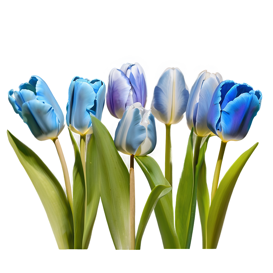 Early Spring Tulips Png Glj25