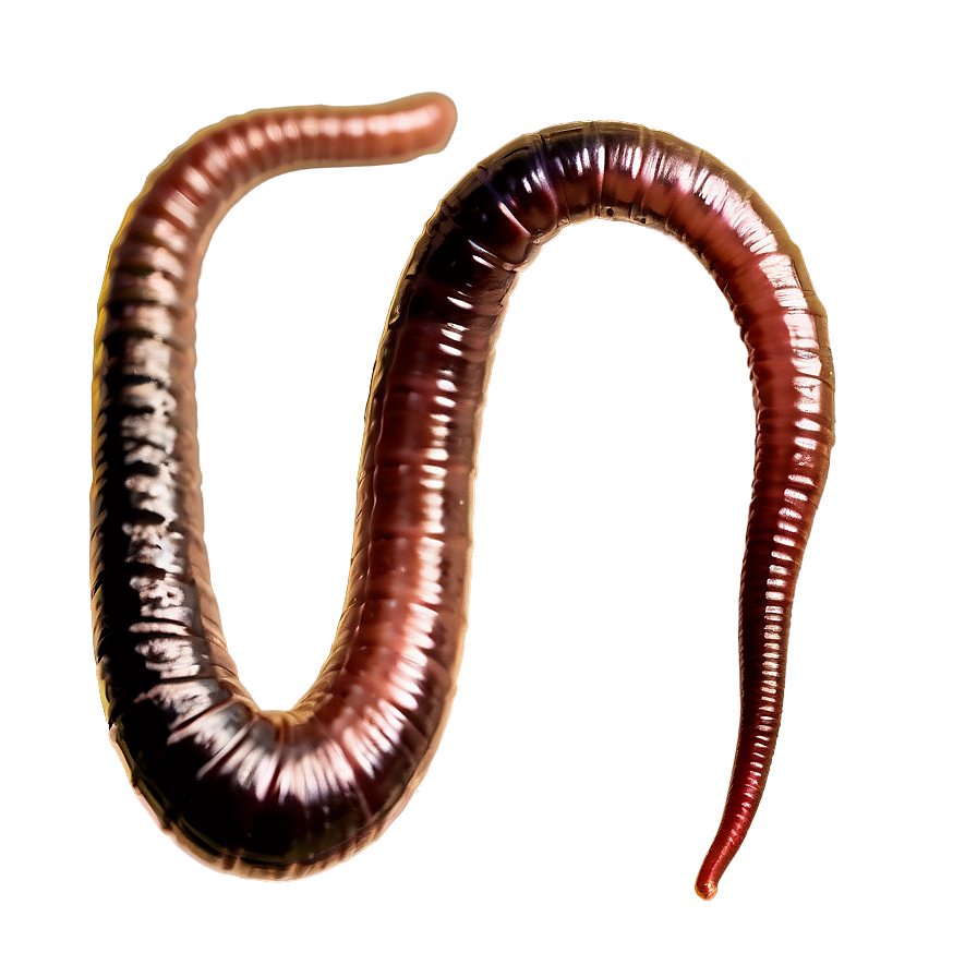 Earthworm Breeding Information Png Lux40