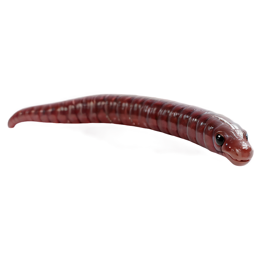 Earthworm Crawling Motion Png 26