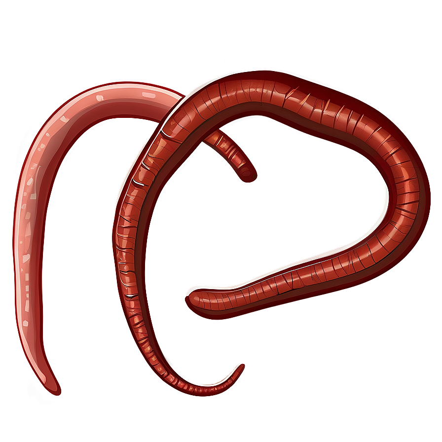 Earthworm Illustration Png 05242024