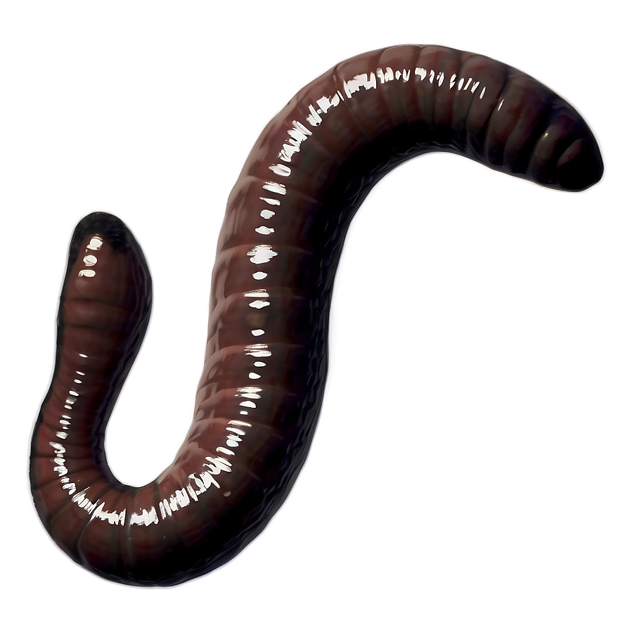 Earthworm Illustration Png 06212024