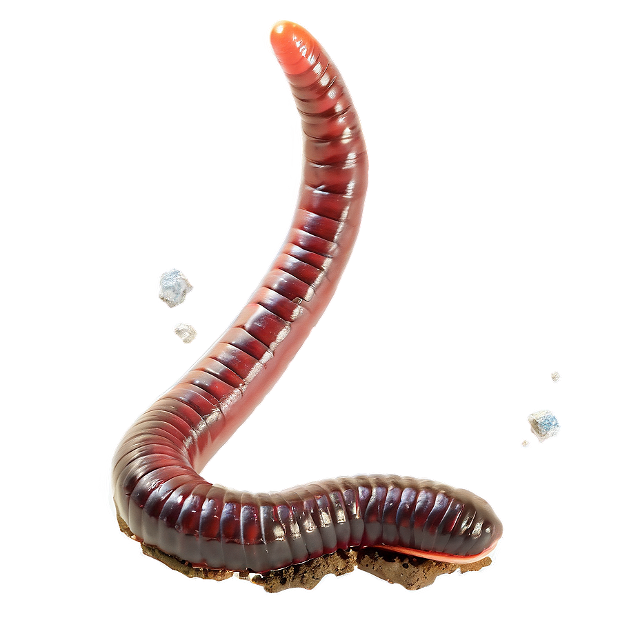 Earthworm In Soil Image Png 06212024