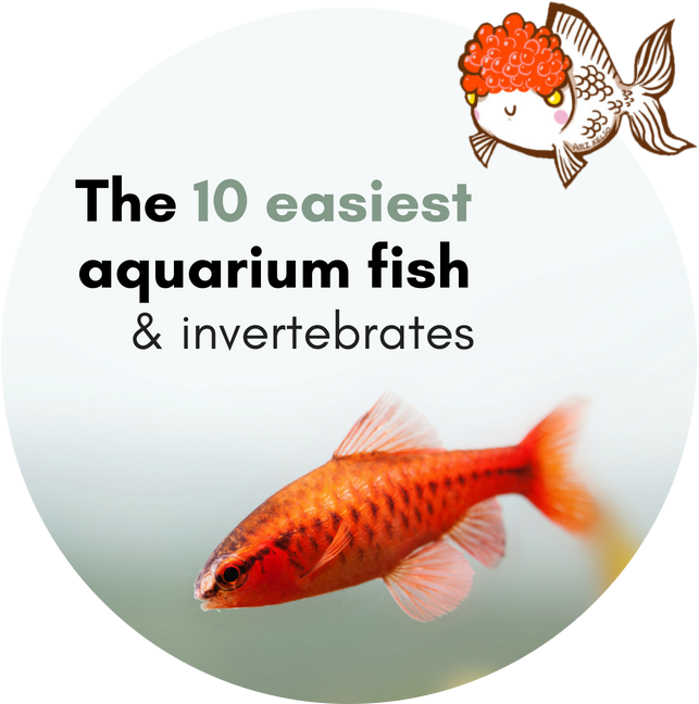 Easiest Aquarium Fish Invertebrates